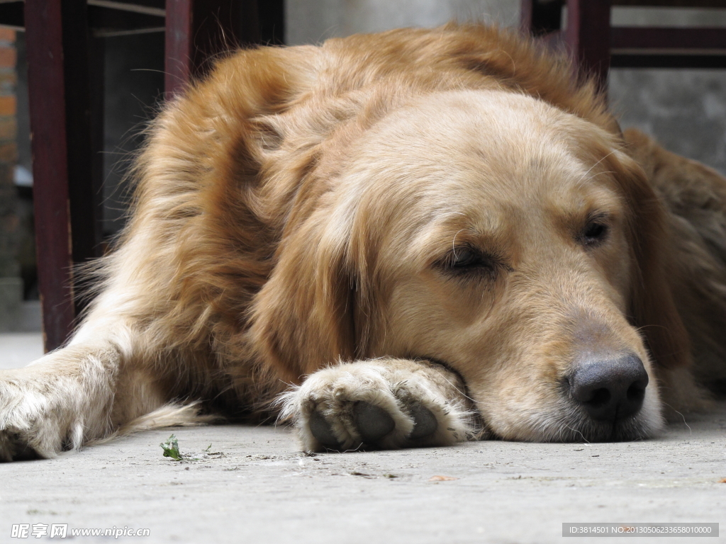 忧郁的金毛犬