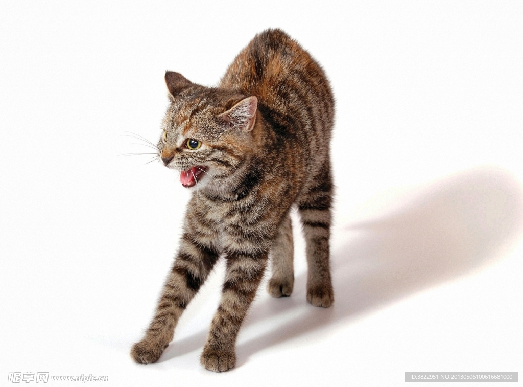 小猫