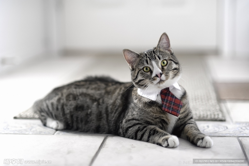 小猫