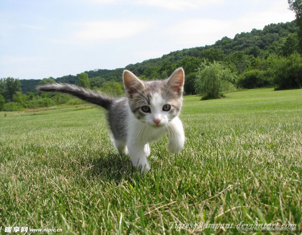 小猫