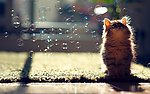 小猫