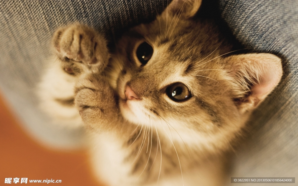 小猫