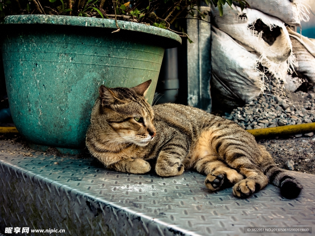 小猫