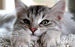 小猫