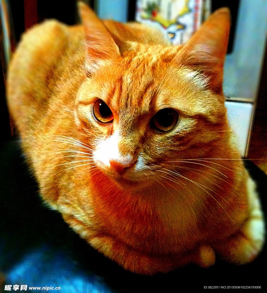 小猫