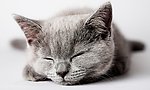 小猫