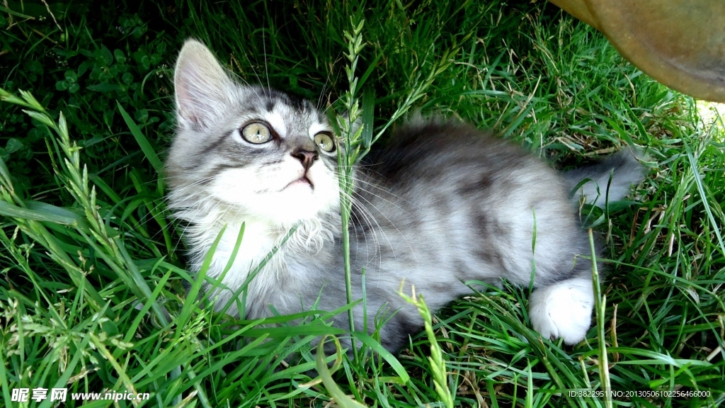 小猫