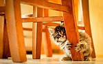 小猫