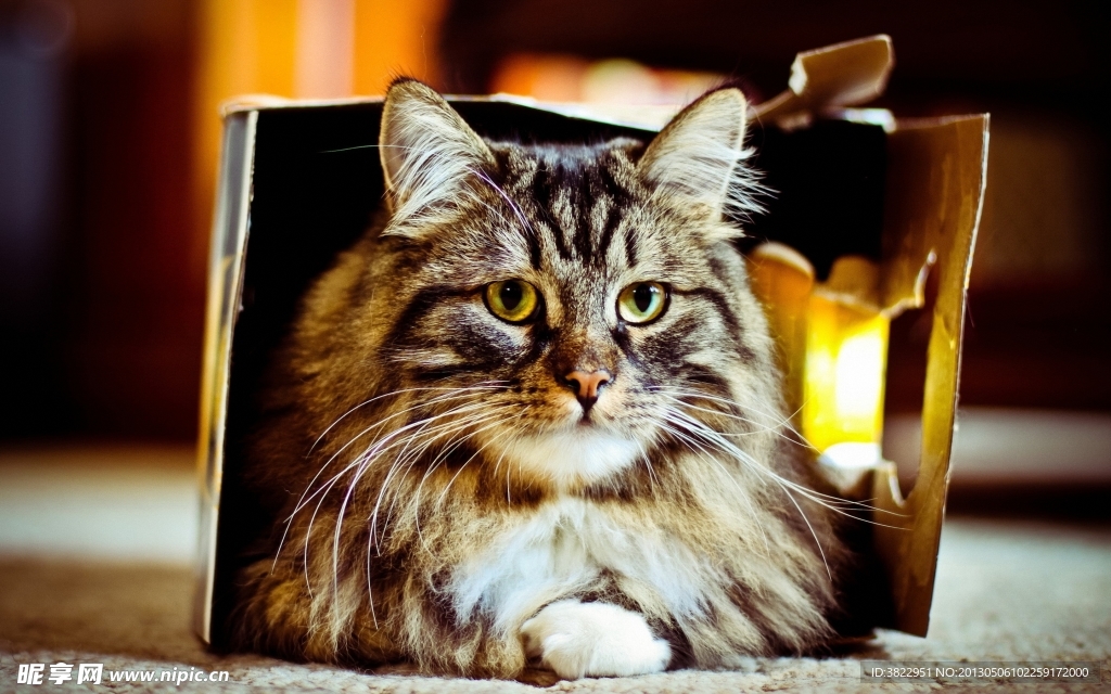小猫
