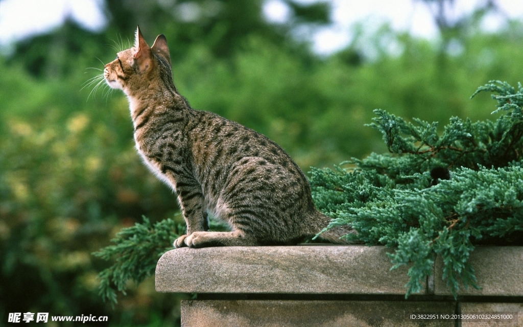 小猫