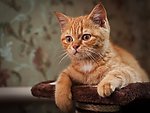 小猫