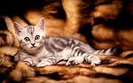 小猫