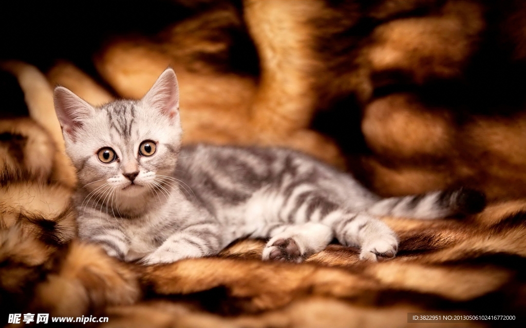 小猫