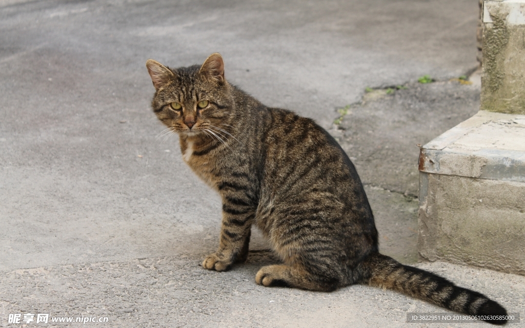 小猫