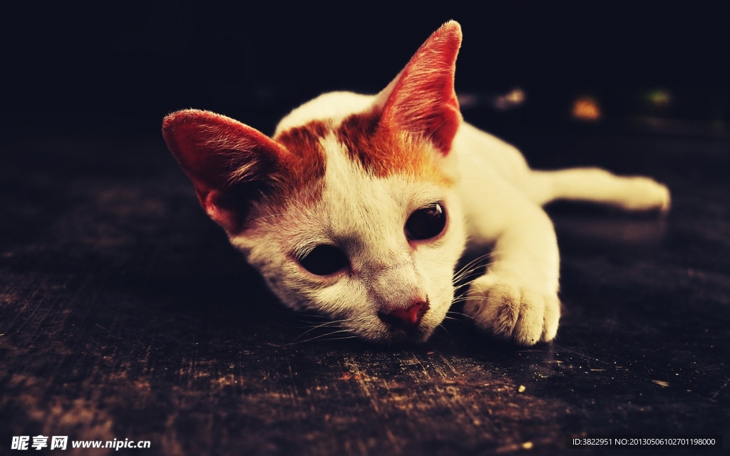 小猫