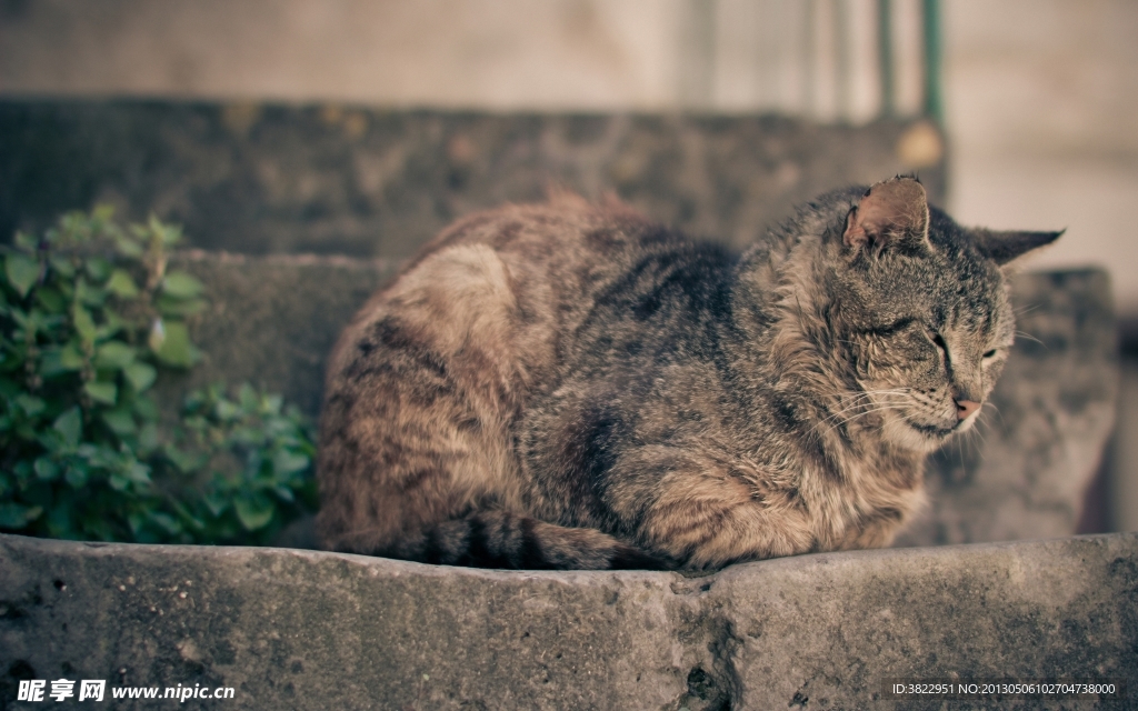 小猫