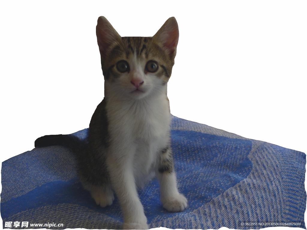 小猫