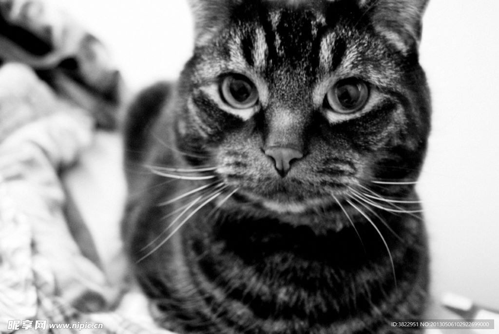 小猫