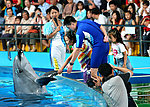海豚 海洋动物表演