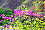 花竹生辉