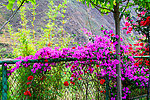花花世界
