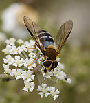 蜜蜂
