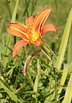 鲜花