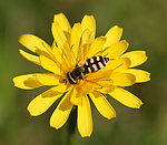 蜜蜂