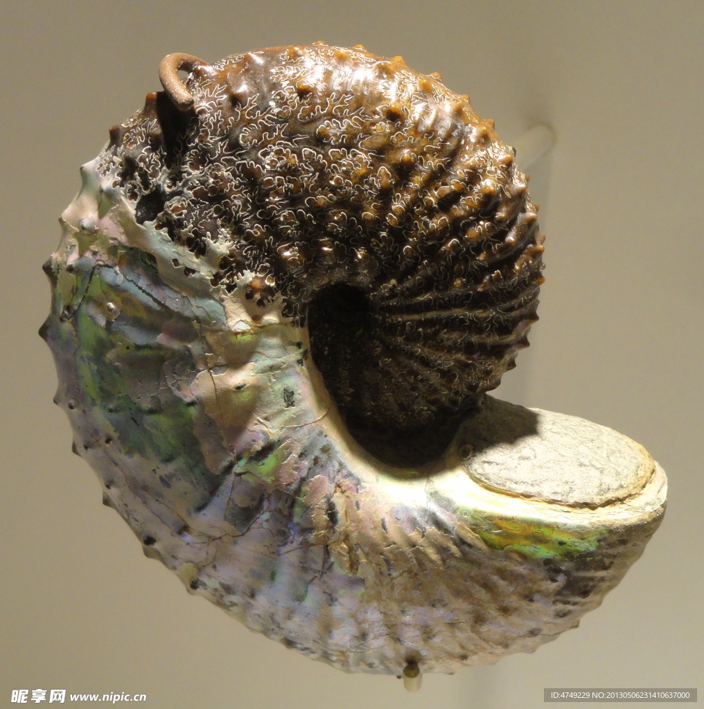 螺类化石