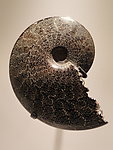 螺类化石