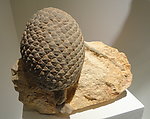 植物化石