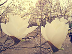 玉兰花