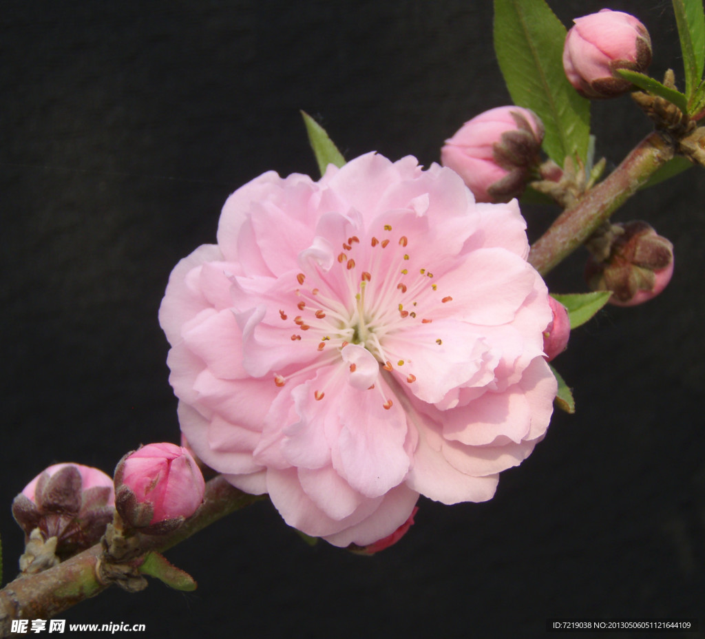 桃花