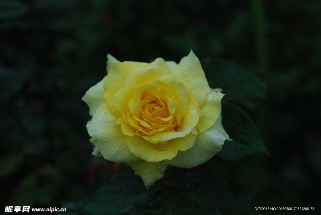 玫瑰花