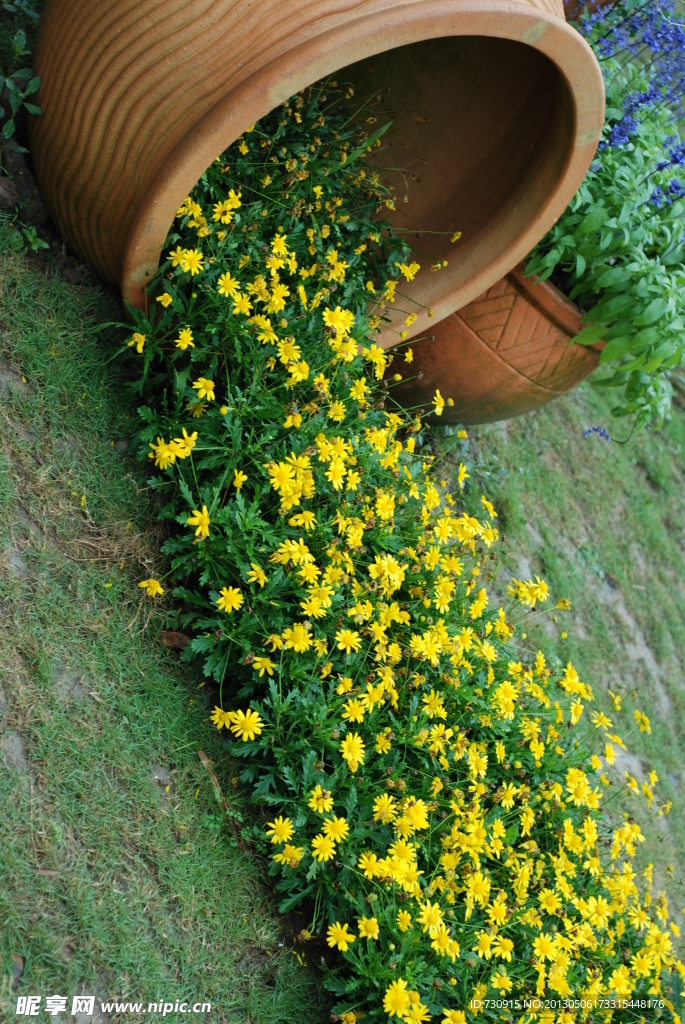 小黄花