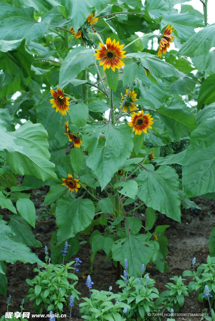 小雏菊