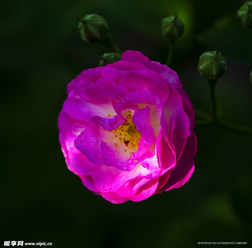 蔷薇