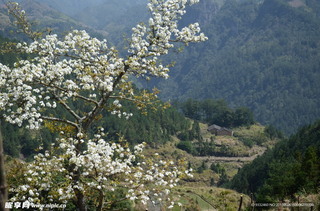 白花
