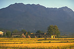 村庄田野