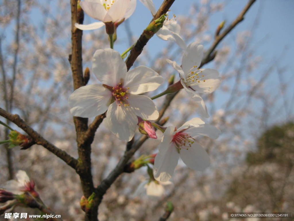 樱花