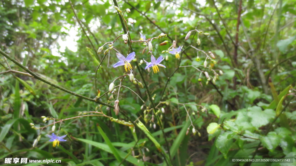 紫色小花