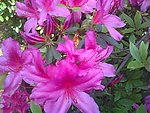 杜鹃花