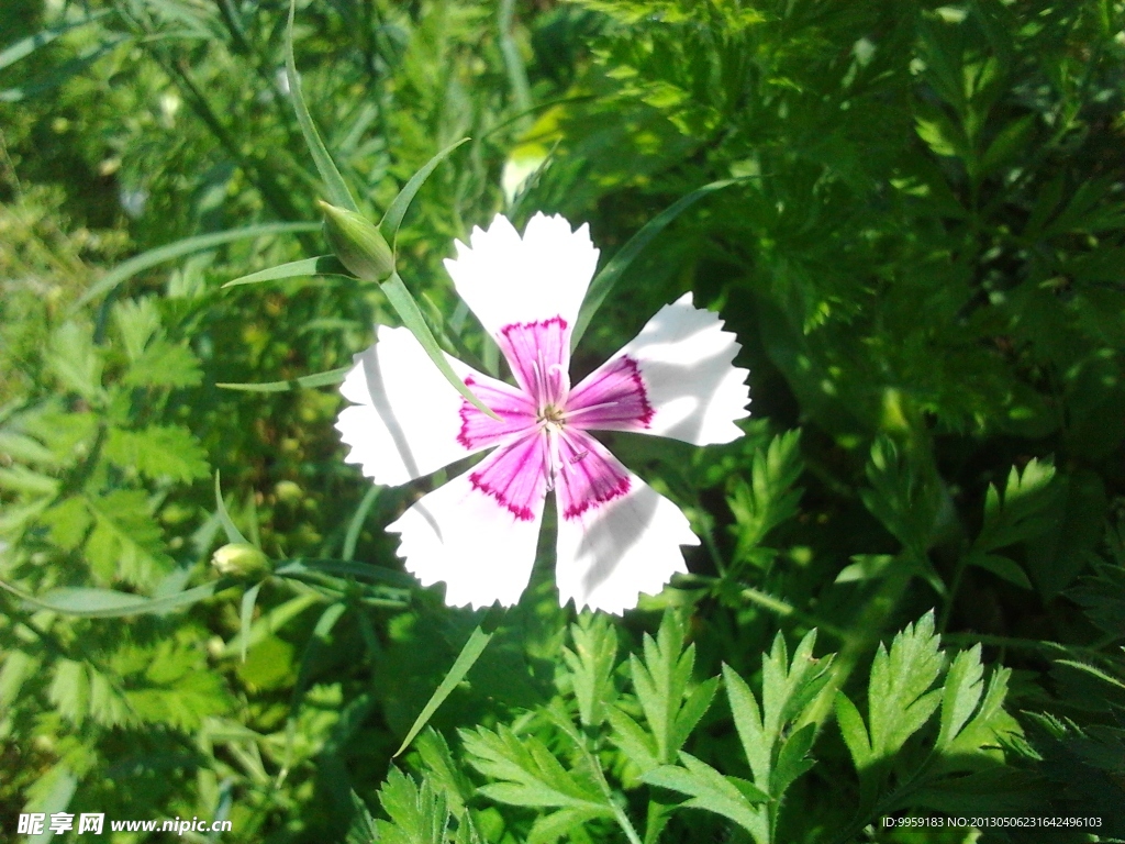 石竹花