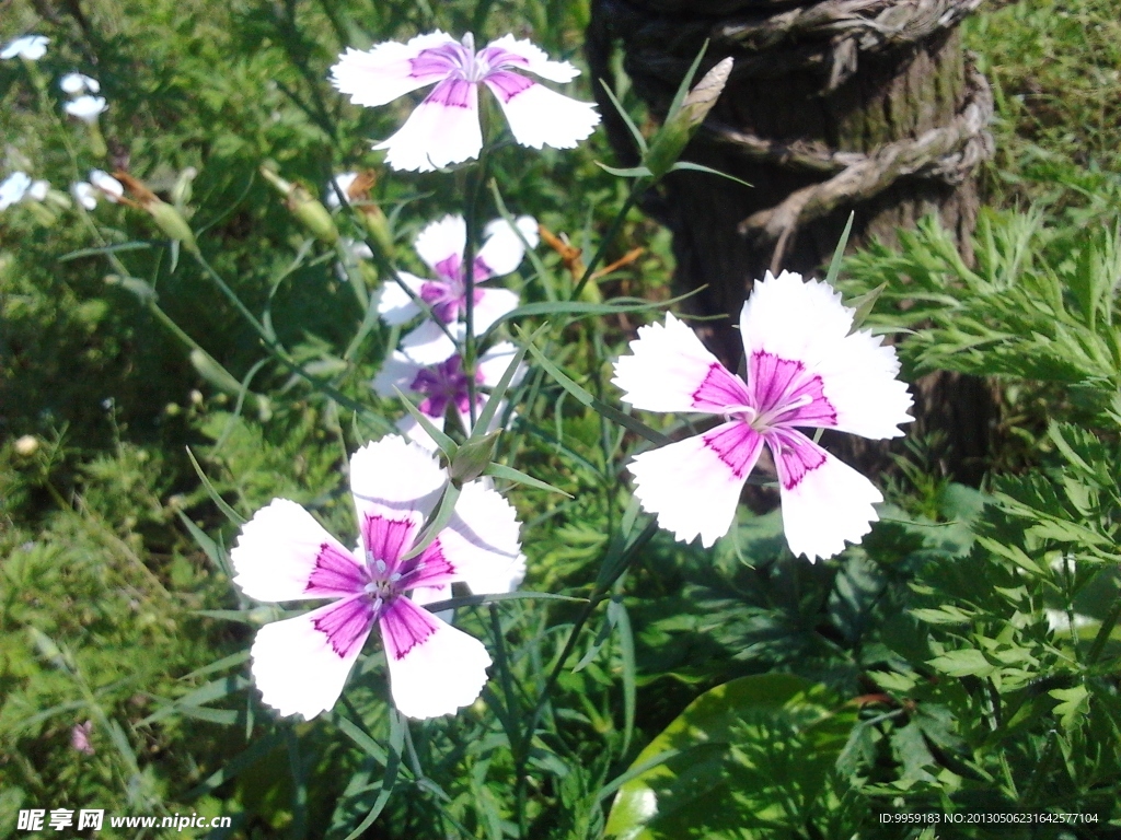 鲜花 菊花