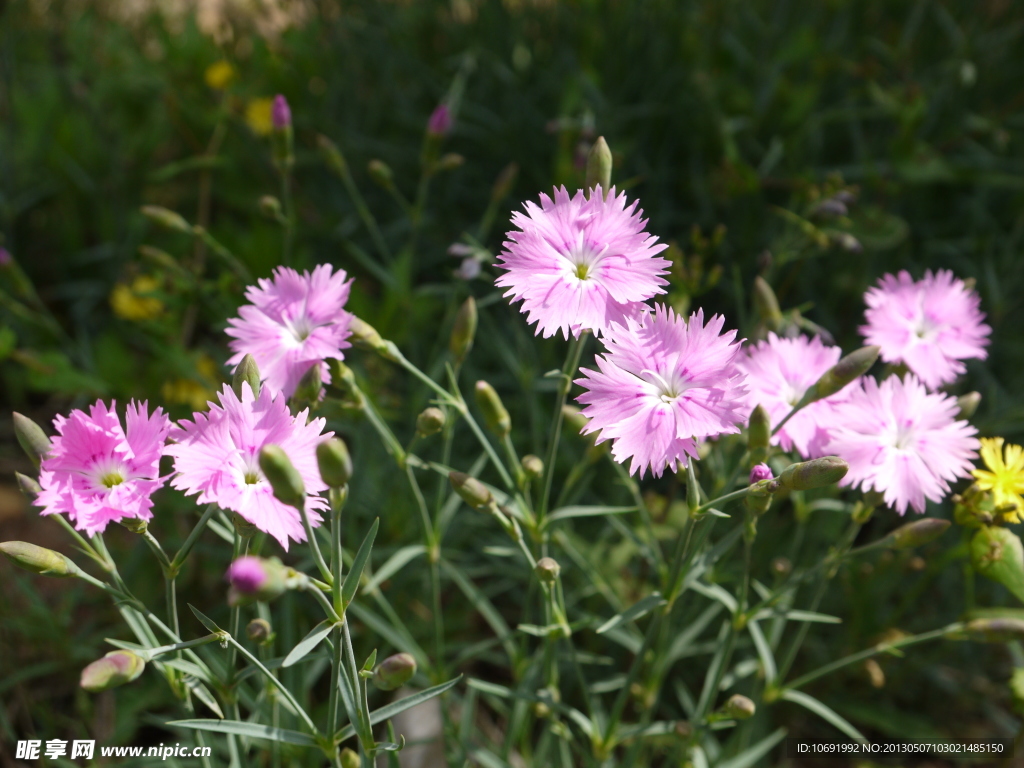 石竹子花