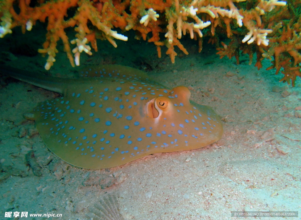 海洋生物