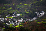 山村与油菜花