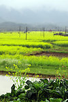 油菜花