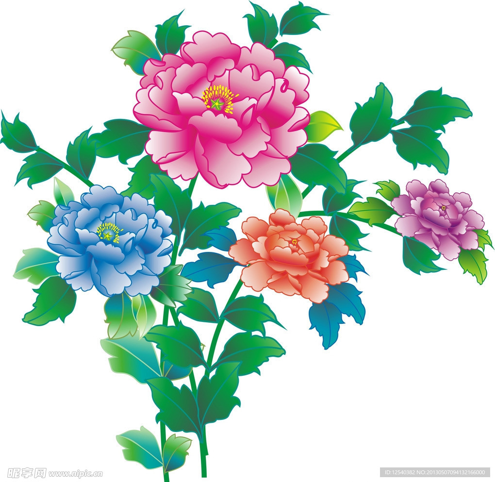 牡丹花