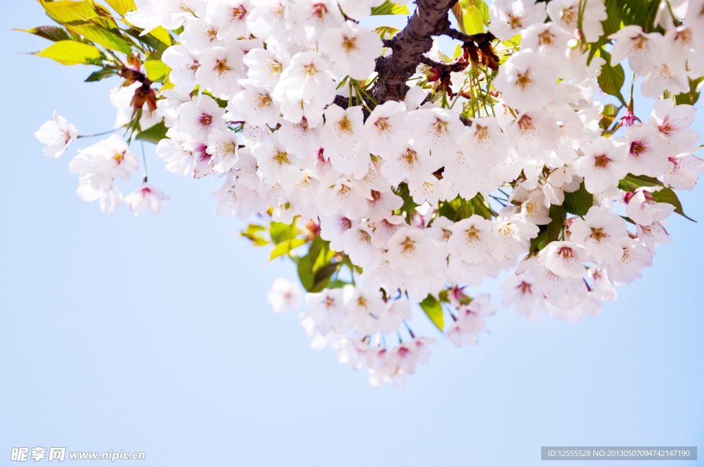 樱花